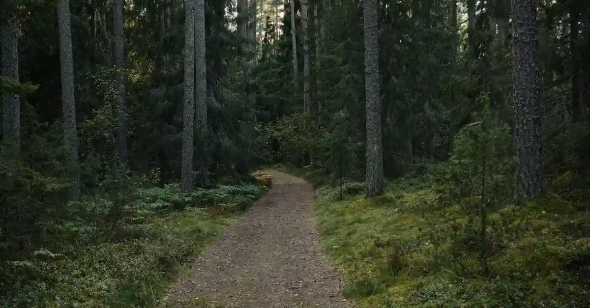 Green and natural burials forest path for Evaheld Memorials — visual about Which green burial options should families compare first? for Green & Natural Burials: Op by Evaheld Memorials