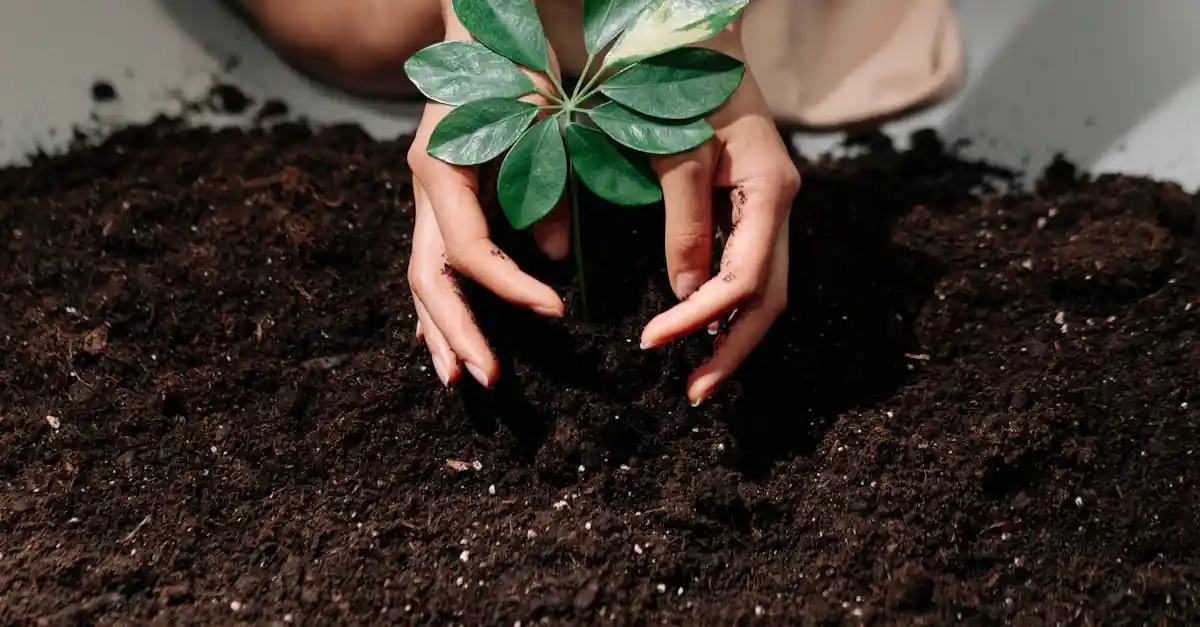 Biodegradable urns and tree burials planting soil with sapling Evaheld M — visual about How do tree burials and living memorials work? for Biodegradable Urns and Tr by Evaheld Memorials