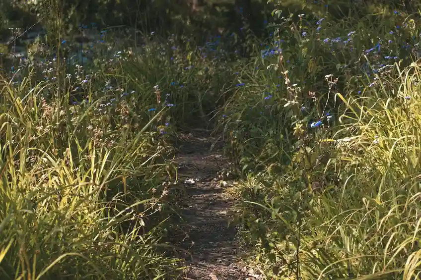 Green burial cemetery near you with native wildflowers and a quiet path — visual about What does a green burial cemetery usually mean? for How to Find a Green Buria by Evaheld Memorials