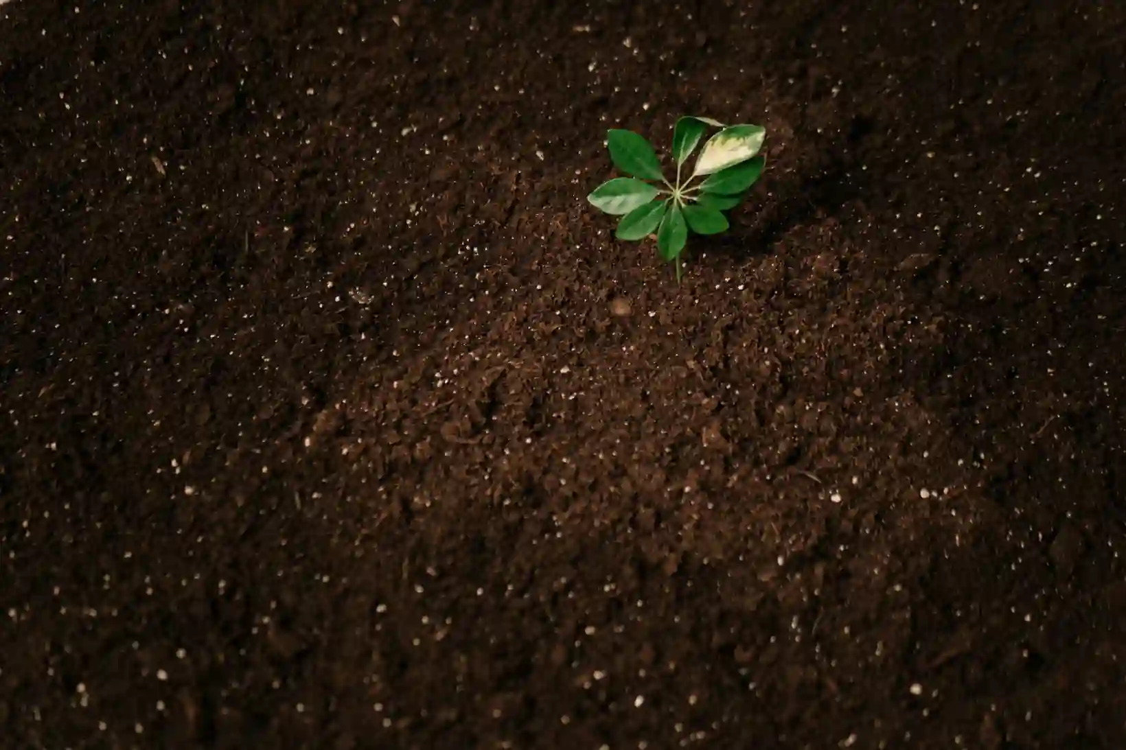 Green burial costs sapling growing in soil Evaheld Memorials — visual about How can you keep the memorial meaningful without adding clutter? for Green Burials and T by Evaheld Memorials
