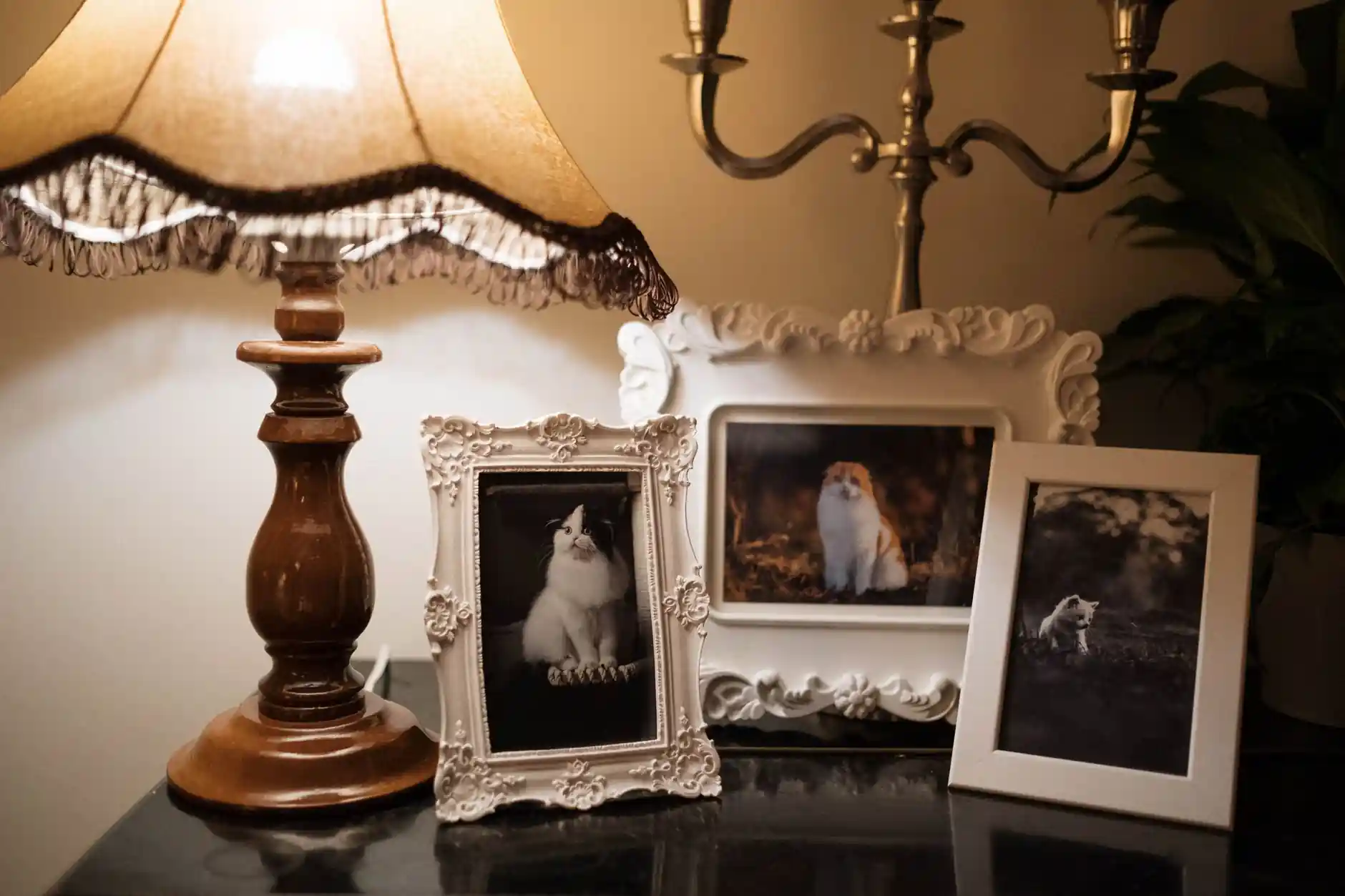 How to Create an Online Memorial for a Pet memorial guidance image Evahe — visual about Why a pet memorial matters and what to include for How to Create an Online M by Evaheld Memorials