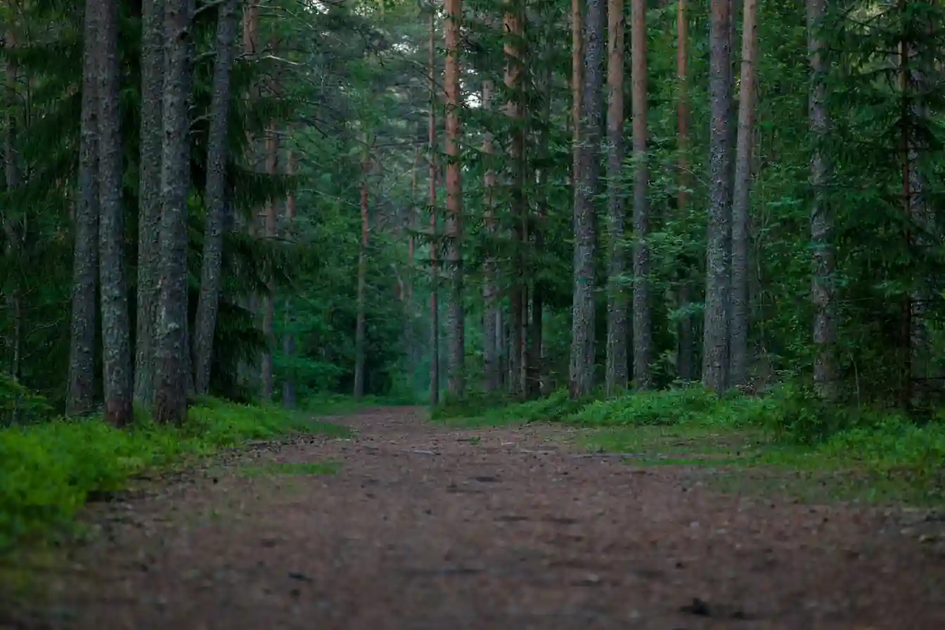 Green burials and their cost woodland burial path Evaheld Memorials — visual about How much do green burials cost? for Green Burials and Their Cost by Evaheld Memorials