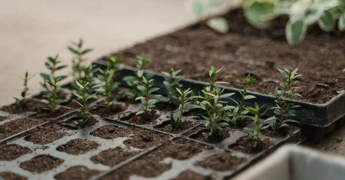 Biodegradable urns and tree burials green plants in soil Evaheld Memorials — visual about What will it cost? for Biodegradable Urns and Tree Burials by Evaheld Memorials