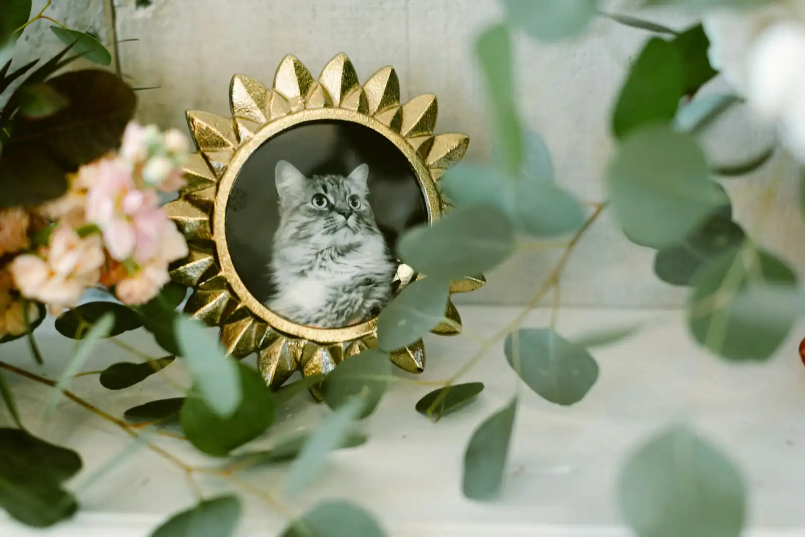 How to Create an Online Memorial for a Pet memorial guidance image Evaheld Memorials — featured visual for How to Create an Online Memorial for a Pet by Evaheld Memorials